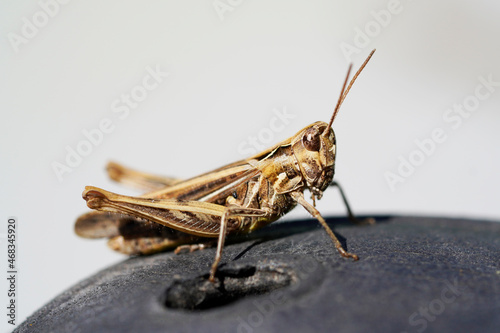 Brown grasshopper. Insect in a detailed close-up from the side. Chorthippus brunneus. photo