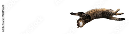 Portrait of beautiful playful breed cat jumping, flying isolated on white studio background. Animal life concept