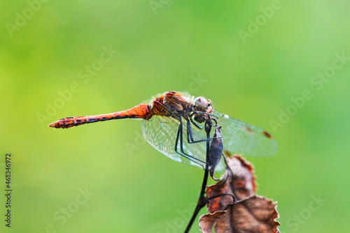 Common darter in a natural environment. Insect in a detailed close-up. Sympetrum vicinum. Dragonfly. photo