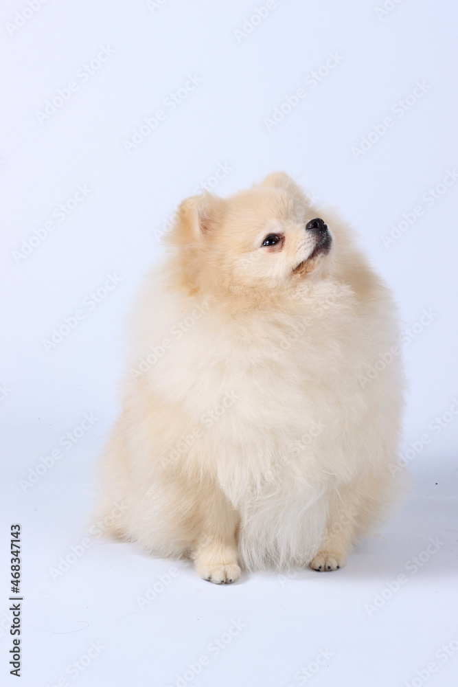 white pomeranian spitz isolated in studio white pomeranian spitz isolated in studio