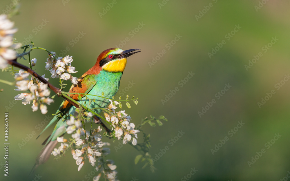 beautiful wild bird on a flowering branch beautiful wild bird on a flowering branch