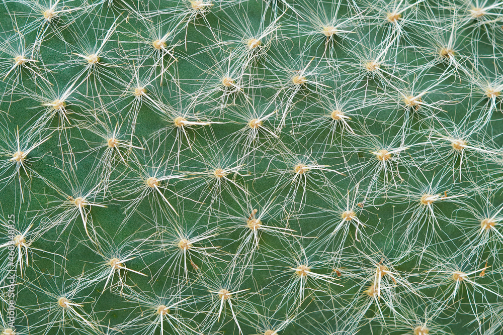 Opuntia in close-up. Green prickly surface of a cactus. Opuntia ritteri. Plant in detailed macro photo. Natural background. Opuntia in close-up. Green prickly surface of a cactus. Opuntia ritteri. Plant in detailed macro photo. Natural background.