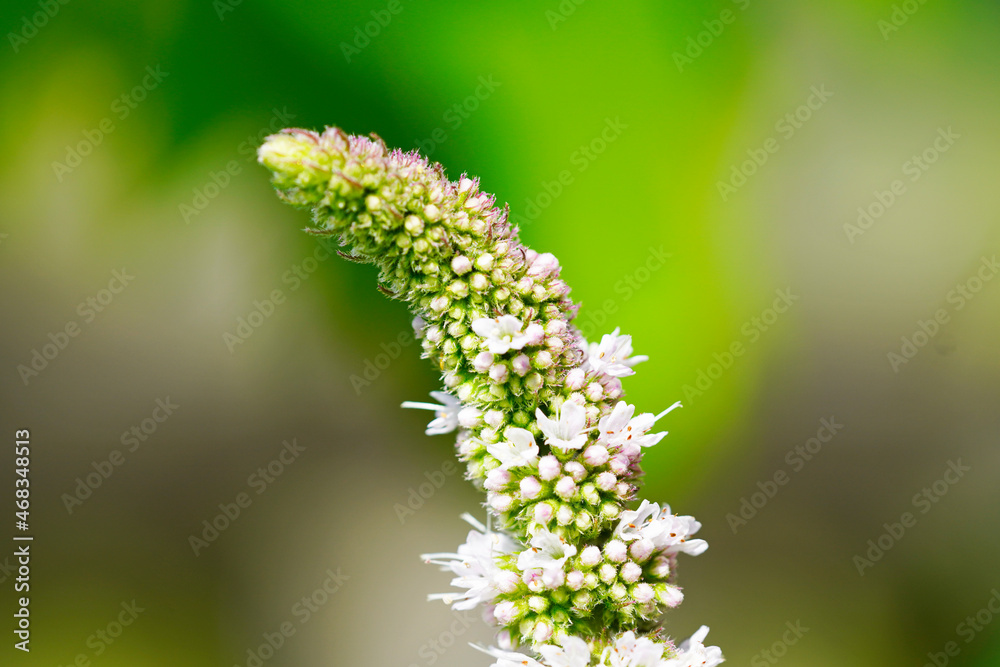 Peppermint blossom in close-up against a green background. Peppermint blossom in close-up against a green background.