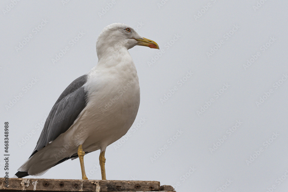 Obraz premium Möve auf einer Mauer