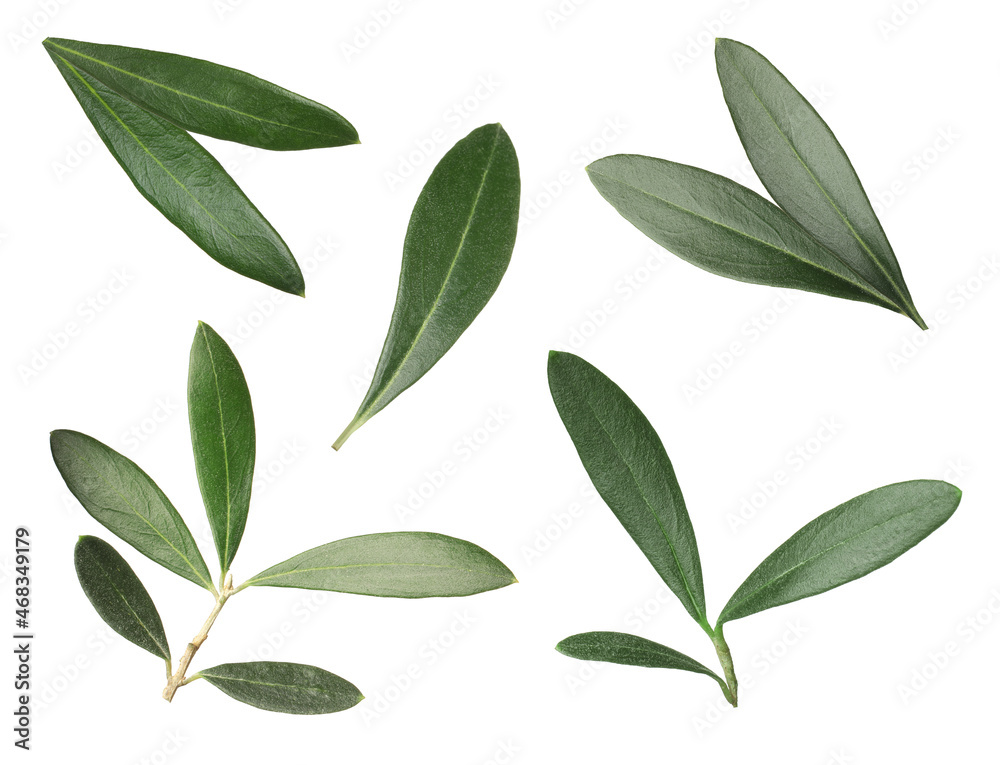 Set with fresh green olive leaves on white background