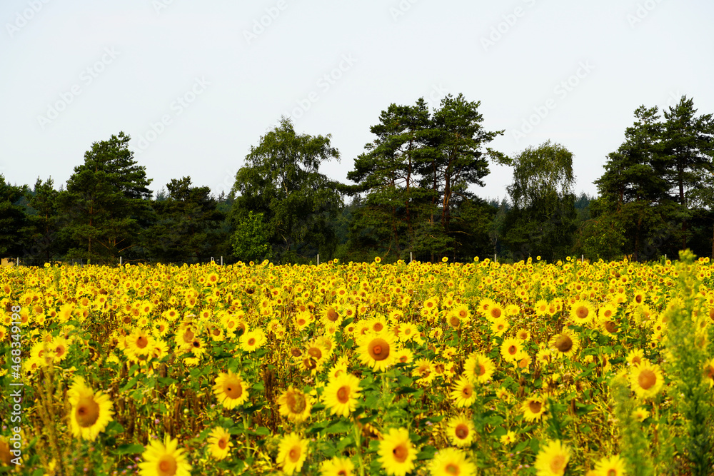 Landscape with blooming sunflowers and trees in the background. Sunflower field. Landscape with blooming sunflowers and trees in the background. Sunflower field.