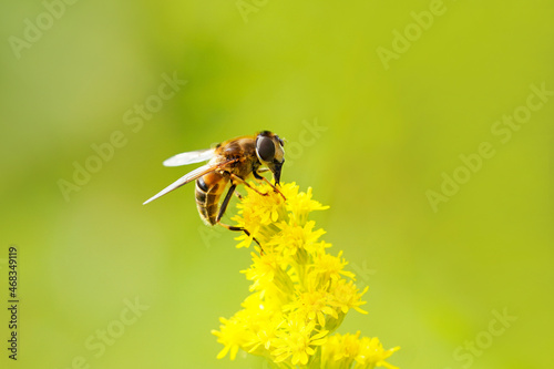 Hover fly on a yellow flower collecting nectar. Insect close up against a green natural background. © Elly Miller