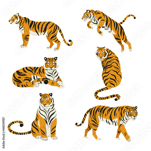 Flat set of cute tigers in various poses isolated on white vector illustration
