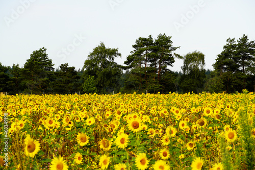 Landscape with blooming sunflowers and trees in the background. Sunflower field.