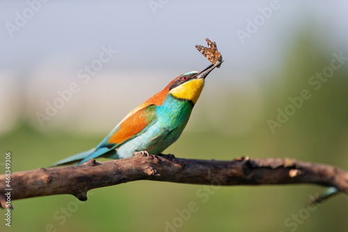 bee-eater with a butterfly in its beak on a branch