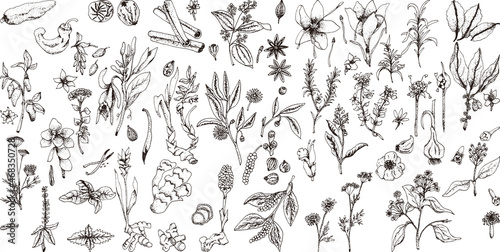Set of hand drawn vector spices and herbs. Medicinal, cosmetic, culinary plants.