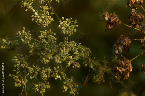 withered and decayed flowers of peucedanum