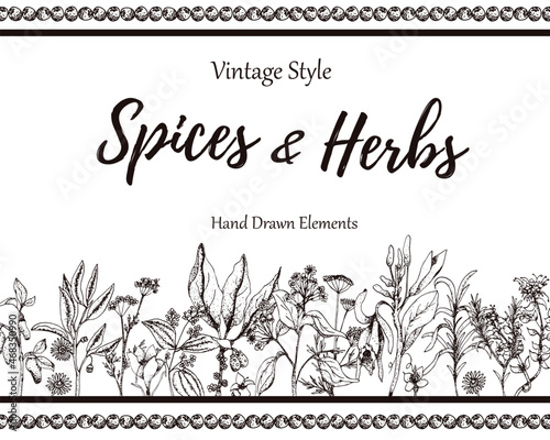 Hand-drawn frame or card with place for text with medicinal herbs, spice and flowers, vector vintage illustration.