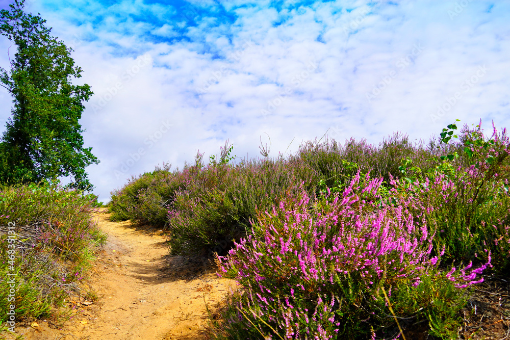 Obraz premium Weseler Heide nature reserve. Landscape with blooming heather plants near the Lueneburg Heath.