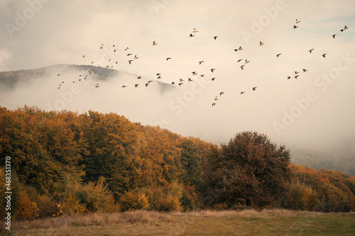 flock of birds flying over foggy autumn landscape