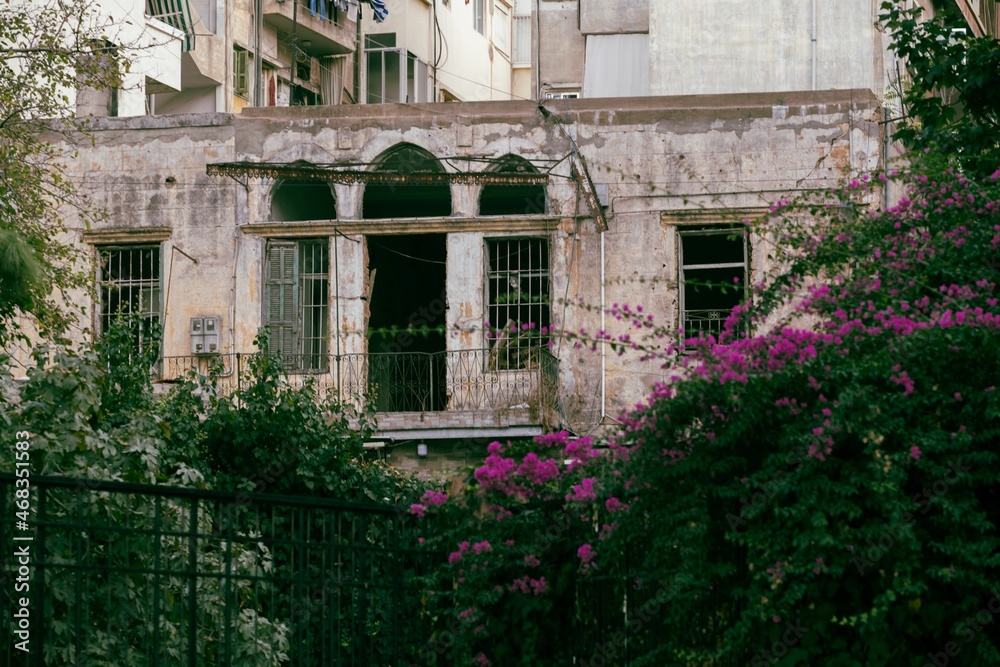 Fototapeta premium facade of an old damaged building behind bougainvillea bushes in downtown Beirut
