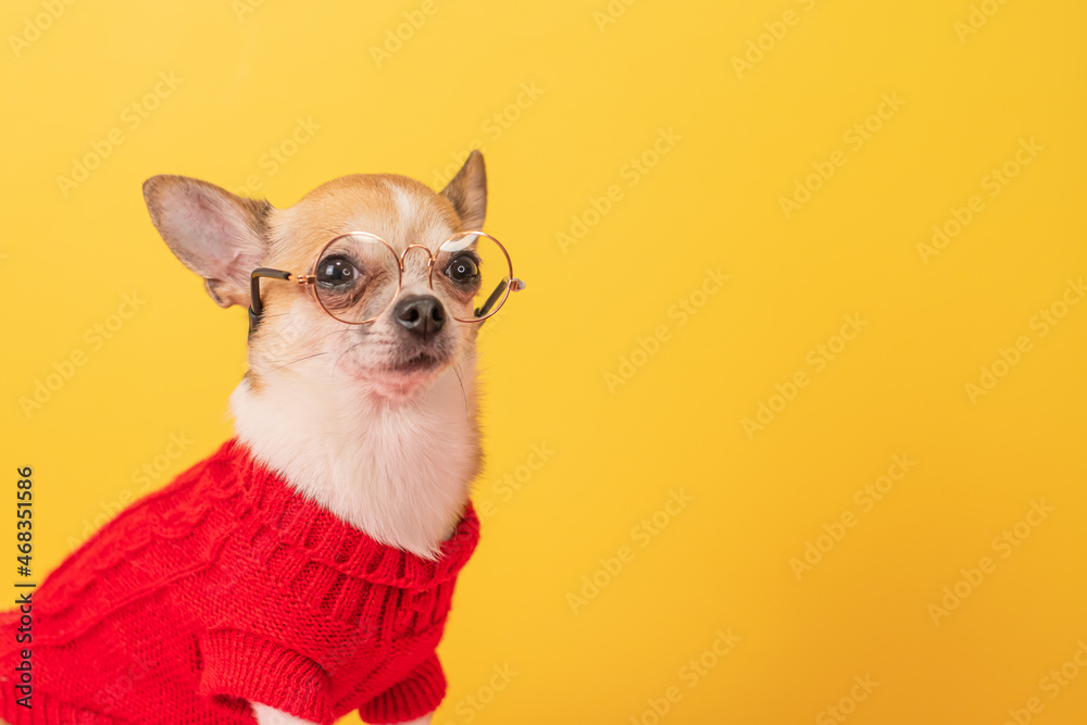 Small chihuahua dog with glasses on a yellow background.
