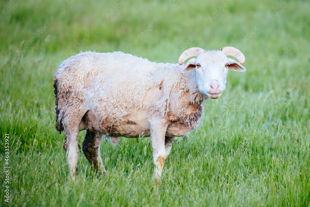 Obraz premium Family of Sheep in Australia