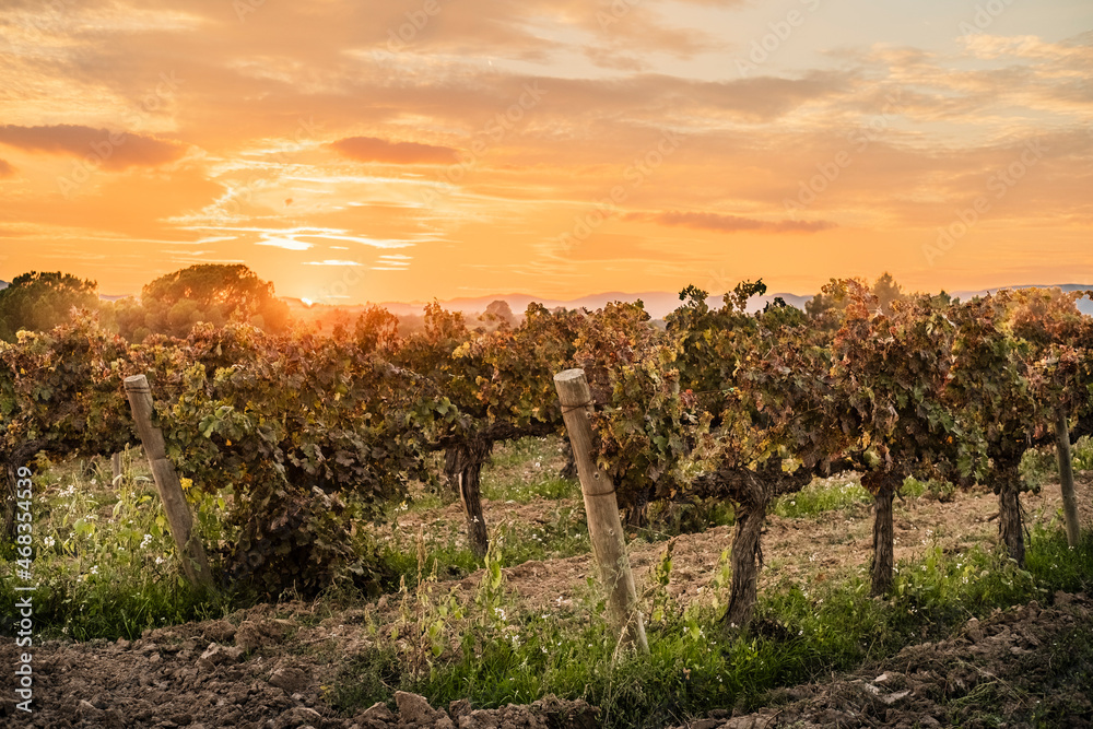 Naklejka premium Vineyards in early autumn in Penedes region in Catalonia Spain