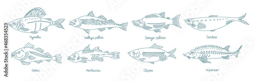 Fish set. Different types. Collection of marine animals. Hand-drawn vector contour line. Open paths. Editable stroke. photo