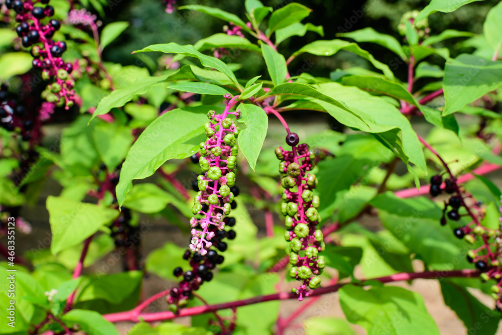 Obraz premium Small black poisonous fruits of Phytolacca plant, also known as pokebush, pokeberry, pokeroot or poke sallet and green leaves in a garden in a sunny autumn day, beautiful outdoor floral background