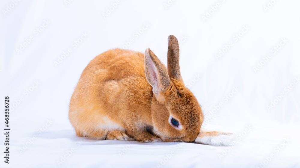 rabbit