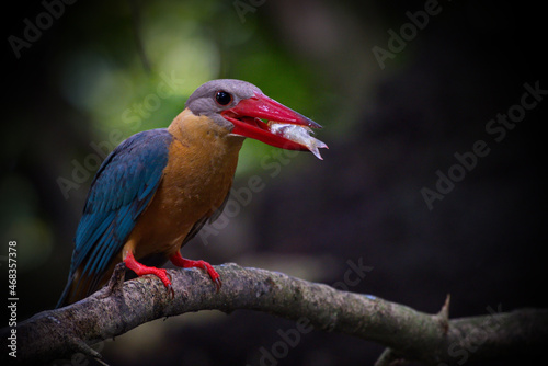 Kingfisher of Thailand collection photo