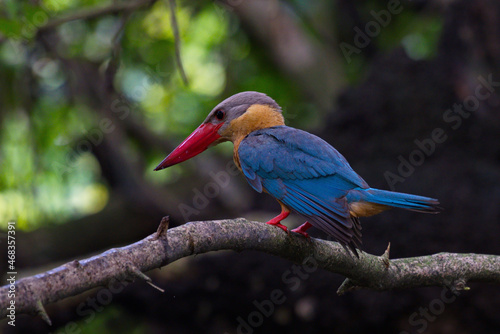 Kingfisher of Thailand collection photo