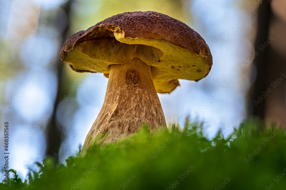 Fototapeta premium Penny bun mushroom