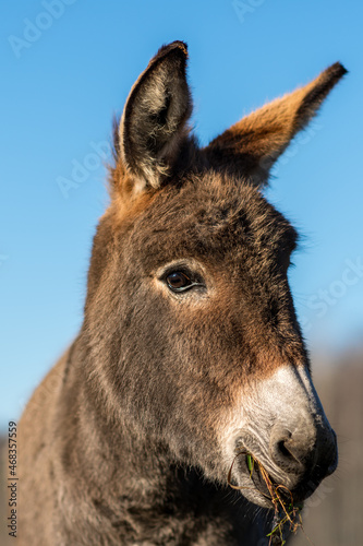 Close up portrait of a sweet donkey in sunlight