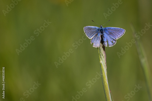 A common blue butterfly on a plant stem against a soft green background