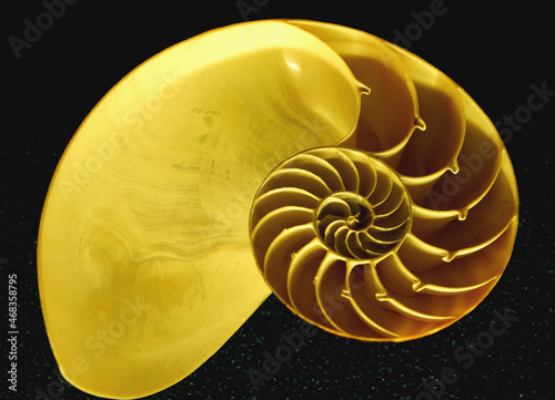 nautilus shell on black background