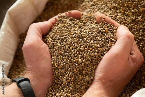 Male hands in rubber, blue gloves hold sativa hemp grains