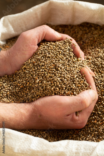 Male hands in rubber, blue gloves hold sativa hemp grains © Pretti