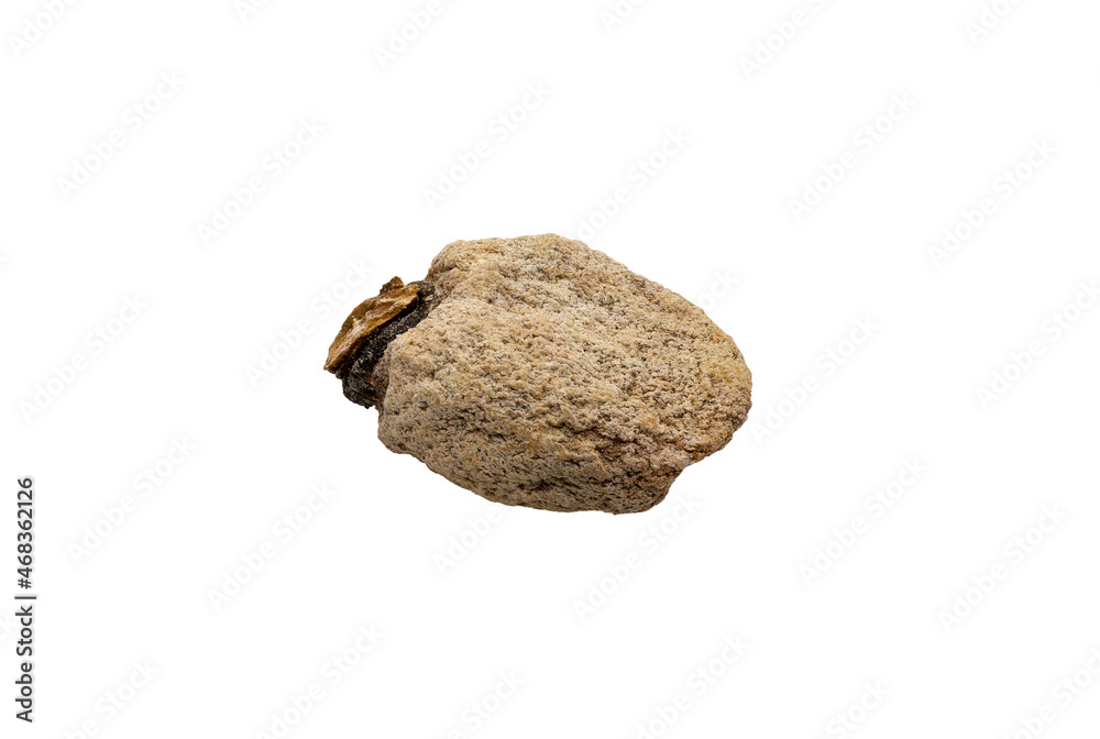 persimmon dried raw isolated on white background persimmon dried raw isolated on white background