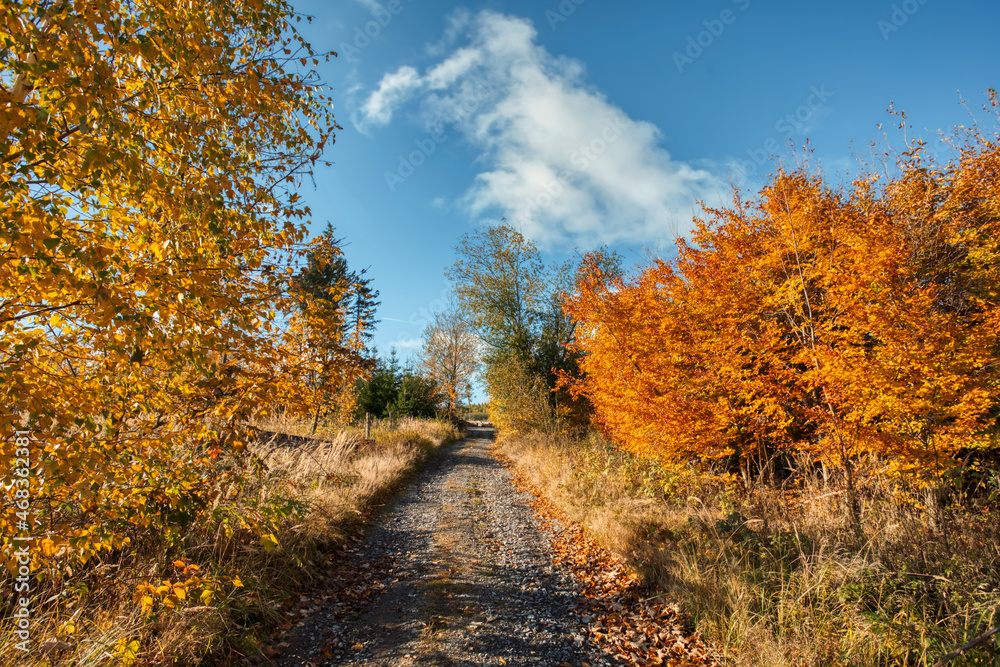 Fototapeta premium Countryside landscape, autumn season, with fall colored tree. Czech Republic, Vysocina