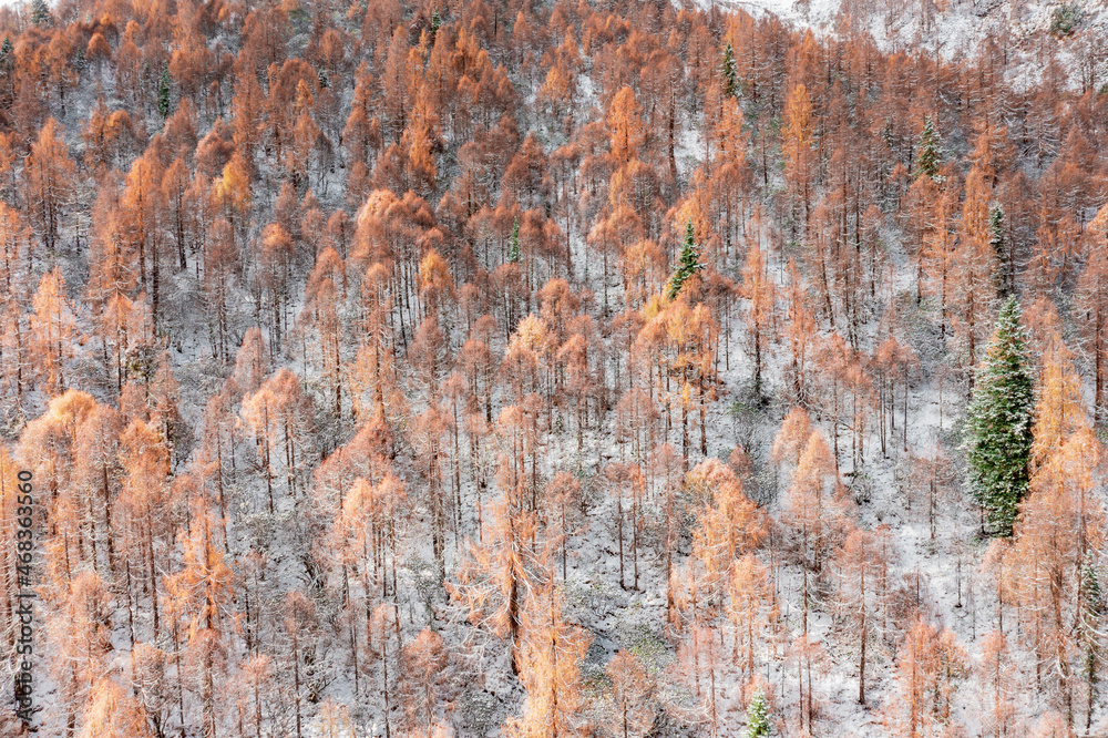 aerial view of the snow and forest