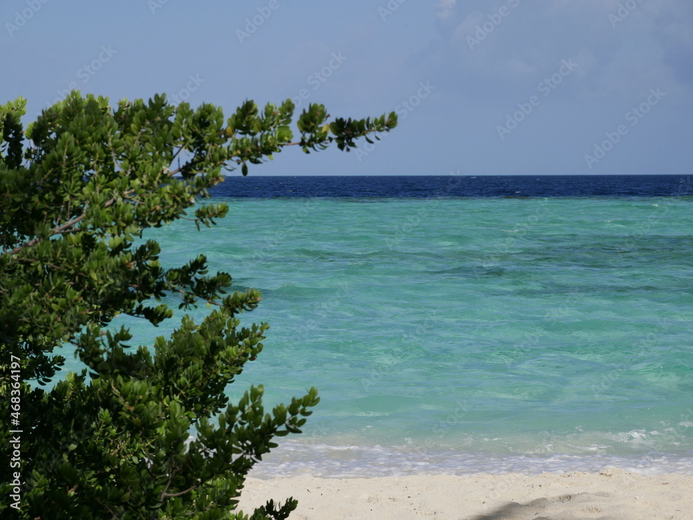 A tree with green leaves grows on the ocean shore. Shade from the crown of trees on the white sand of the seaside resort on a sunny warm day. Trees of the subtropical region.