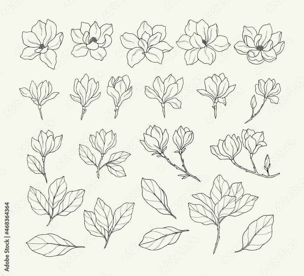 Set of hand drawn magnolia flowers	