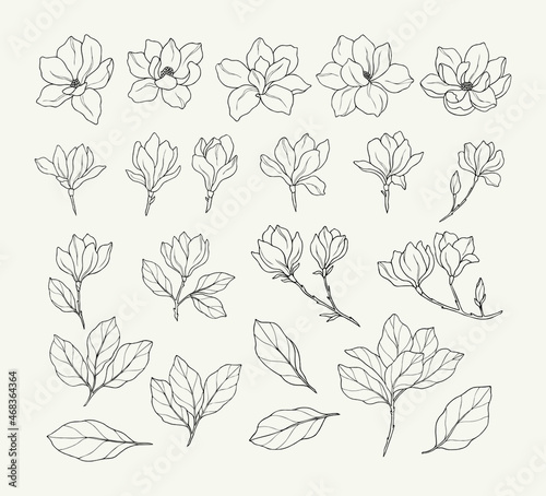 Set of hand drawn magnolia flowers	 photo