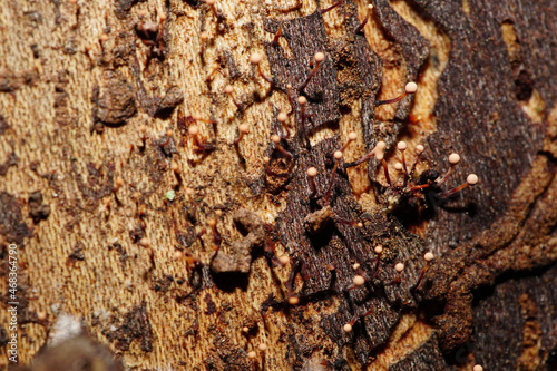 Close-up of light small mushrooms Mycetozoa