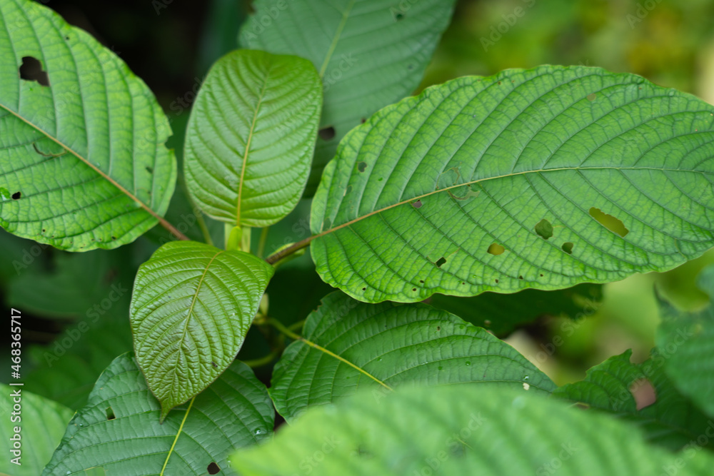Kratom (Mitragyna speciosa)
Kratom is Thai herbal which encourage health. Kratom (Mitragyna speciosa)
Kratom is Thai herbal which encourage health.