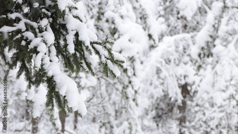 close up of branch of spruce tree under snow in winter forest close up of branch of spruce tree under snow in winter forest
