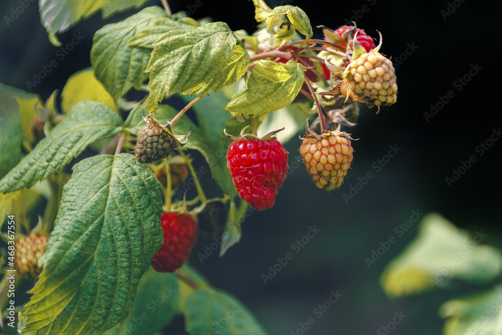 Healthy mali fruit ripening in the sunshine. Healthy mali fruit ripening in the sunshine.