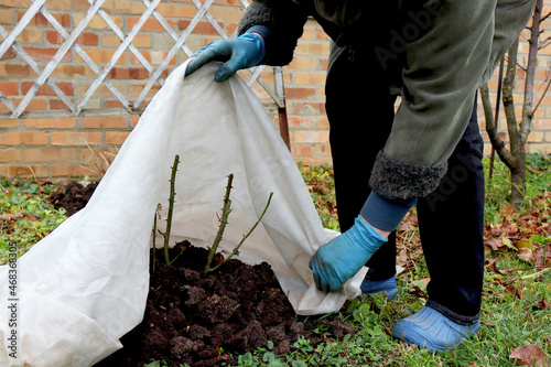 Shelter roses for the winter. Frost protection for garden plants. Autumn garden work. Gloved hands