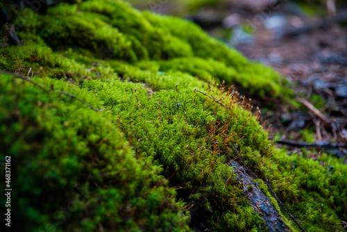 landscape of moss in the forest on the roots of trees close up