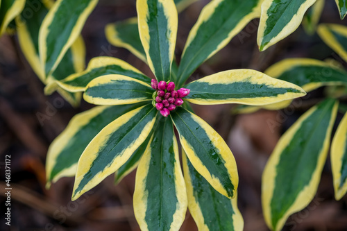 Winter daphne or Daphne odora 'Marianni' plant with its pink flowers and gorgeous, glossy, golden-edged, dark-green leaves. Closeup, Selective focus