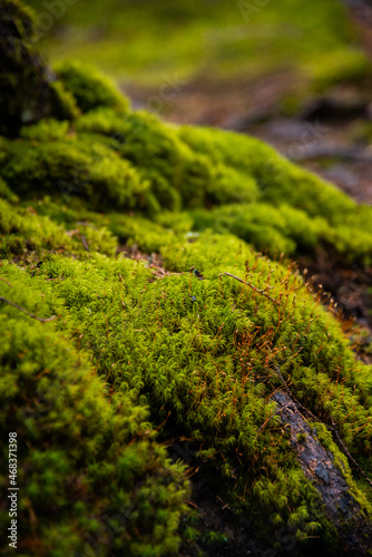 landscape of moss in the forest on the roots of trees close up