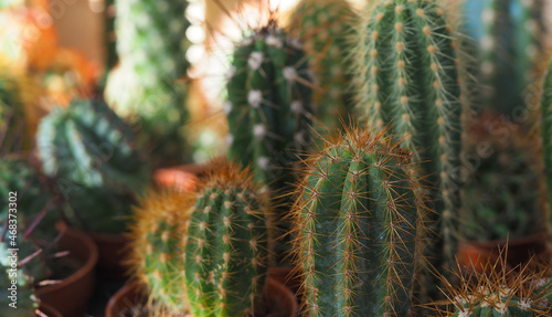 cactus with spines close-up, horizontal image abstract background in pastel colors, soft focus with shallow depth of field