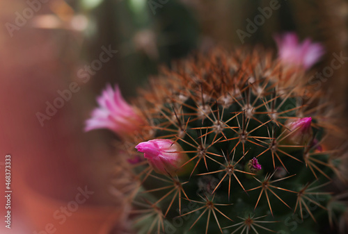cactus with spines close-up, horizontal image abstract background in pastel colors, soft focus with shallow depth of field